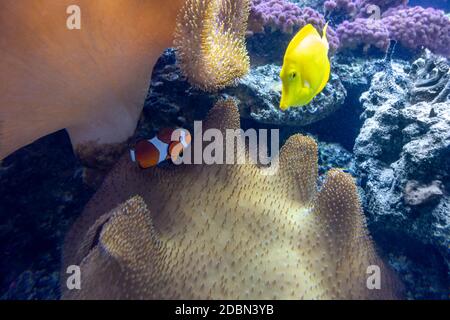 Bunte Korallenrifflandschaft mit vielen verschiedenen Korallen, Meeresanemonen und Fischen Stockfoto