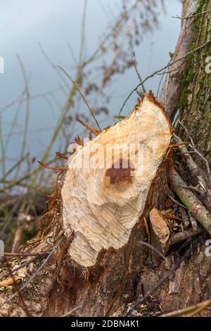 Von einem Biber, der in Süddeutschland gesehen wurde, wedelt ein Baumstamm Stockfoto