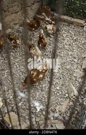 Hühner, die in einem Käfig fressen, Detail der Hausvögel Stockfoto