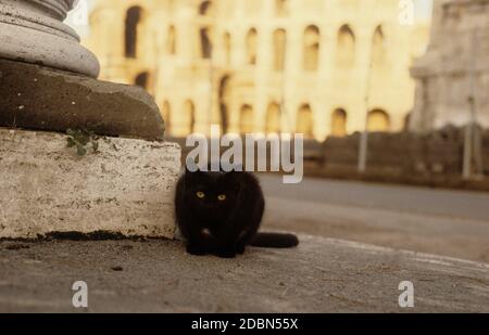 Schwarze Katze in Rom, Gatto Nero a Roma, Kolosseum Stockfoto