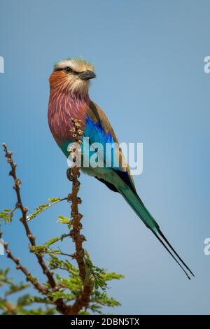 Fliederreiher dreht den Kopf zur Kamera Stockfoto