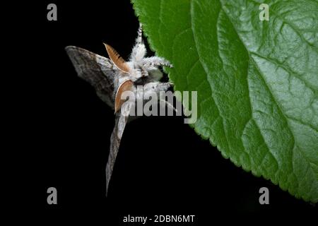 Blasser Zwickel-Motte schmiegt sich an ein großes grünes Blatt Stockfoto