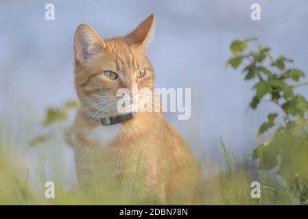 Orange tabby Katze ist zwischen Laub balanciert, starrt in die Ferne. Der bläuliche Hintergrund wird durch den Teich, den die Pflanzen alle umgeben, bereitgestellt. Stockfoto