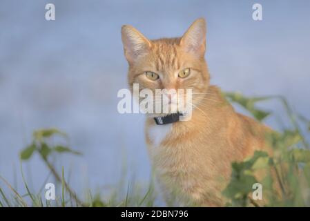 Direkt in die Kamera schauend, ist diese Ingwer-Tabby-Katze inmitten von Laub. Der bläuliche Hintergrund wird durch den Teich, den die Pflanzen umgeben, bereitgestellt. Stockfoto