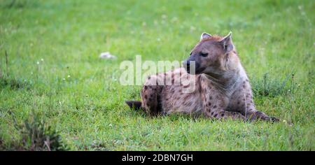 Die Hyäne liegt im Gras in der Savanne in Kenia Stockfoto