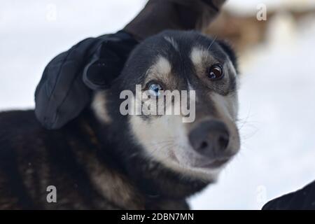 Dieser schwarze Arbeitshusky wird gestreichelt und seine auffallend schönen blauen und braunen Augen schauen auf die Kamera Stockfoto