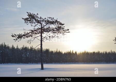 Eine schmale Linie aus entfernten Kiefernwäldern durchzieht den Rahmen hinter einem markanten eineineinbigen Baum, der mitten in einem gefrorenen See durch den Schnee wächst. Die s Stockfoto