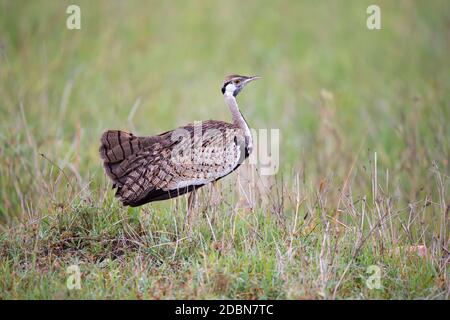 Ein einheimischer grauer Vogel steht im Gras und schaut Stockfoto