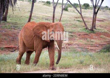 Der rote Elefant wandert zwischen Palmen und Bäumen Stockfoto