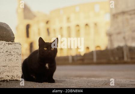 Schwarze Katze in Rom, Gatto Nero a Roma, Kolosseum Stockfoto