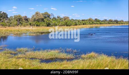 Wunderschöne Landschaft in den Okavango Sümpfen und Fluss mit ruhenden Flusspferden, Moremi Wildreservat Botswana afrika Wildnis Stockfoto