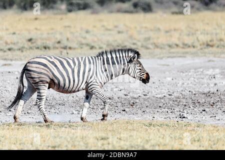 Zebras im afrikanischen Busch am Wasserloch. Moremi Game Reserve, Botswana, Afrika Safari Wildlife Stockfoto