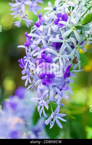 Schöne lila Kranz Rebe (Petrea Volubilis) oder Königin Kranz Rebe Blume auf verschwommenem Hintergrund Stockfoto