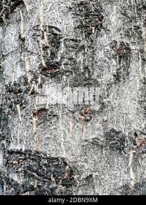 Rustikale Baumrindenstruktur. Alter Stamm eines alten Baumes. Geprägte Textur der braunen Kruste. Stockfoto