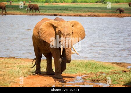 Ein roter Elefant trinkt Wasser aus einem Wasserloch Stockfoto