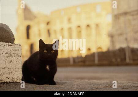 Schwarze Katze in Rom, Gatto Nero a Roma, Kolosseum Stockfoto