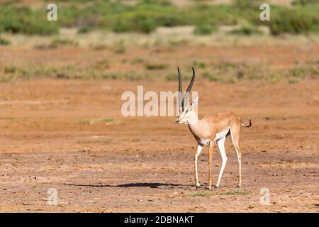 Eine Grant Gazelle in der Savanne Kenias Stockfoto