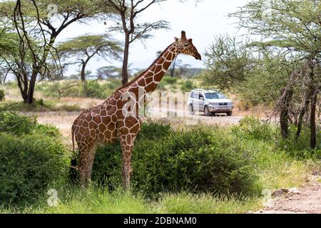 Eine Giraffe überquert einen Pfad in der Savanne Stockfoto