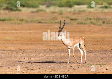 Eine Grant Gazelle in der Savanne Kenias Stockfoto