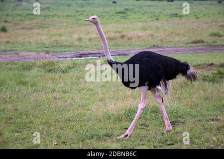Ein Straußenvogel zieht von der Savanne in Kenia durch die Graslandschaft Stockfoto