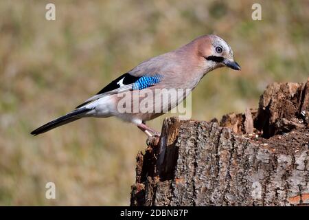 Nahaufnahme eines Eurasischen Eichelhähers (Garrulus glandarius) auf einem Baum im Frühjahr Stockfoto