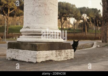 Schwarze Katze in Rom, Gatto Nero a Roma, Kolosseum Stockfoto