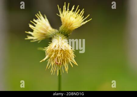 Cirsium erisithales, gelb melantrige Distel mehrjährige krautige Pflanze in Blüte. Stockfoto