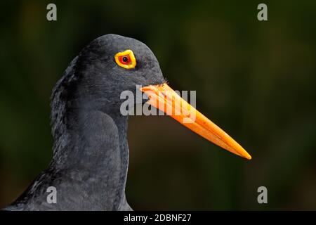 Porträt eines seltenen afrikanischen schwarzen Austernfisches (Haematopus moquini) auf schwarz, Südafrika Stockfoto