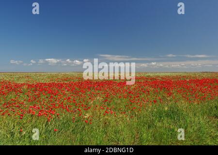 Landschaft mit Mohn zwischen Ostsee und Saaler Bodden, Wustrow, Halbinsel Fischland-Darss-Zingst, Nationalpark Vorpommersche Boddenlandschaft, Ostsee, Mecklenburg-Vorpommern, Deutschland Stockfoto