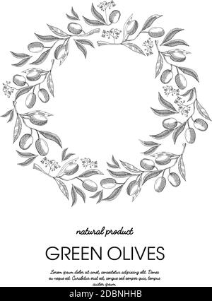 Zweige Olive Hintergrund. Skizze. Handzeichnung. Designkonzept. Vektorgrafik eps10 enthält Transparentfolien. Stock Vektor