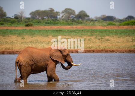 Ein roter Elefant trinkt Wasser aus einem Wasserloch Stockfoto