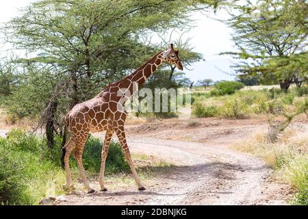 Eine Giraffe überquert einen Pfad in der Savanne Stockfoto