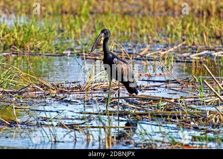 Afrikanischer gähnender Schnabel, der am Ufer des Kwando-Flusses in Namibia auf Nahrungssuche geht Stockfoto