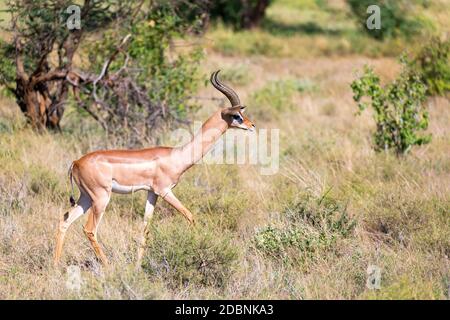 Der Gerenuk wandert im Gras durch die Savanne Stockfoto