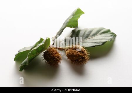 Buche Samen auf dem Ast Stockfoto