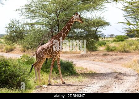 Eine Giraffe überquert einen Pfad in der Savanne Stockfoto