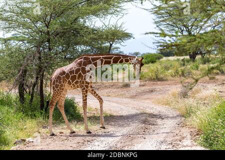 Eine Giraffe überquert einen Pfad in der Savanne Stockfoto