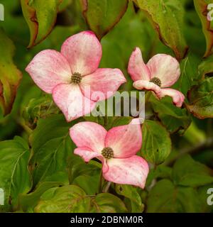 Hübsche rosa Blüten auf einem Gartenbusch, Cornus kousa Miss Satomi Stockfoto