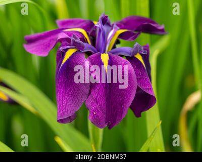 Nahaufnahme einer schönen lila und gelben japanischen Wasserlilie, Iris ensata, blühend in einem Garten Stockfoto