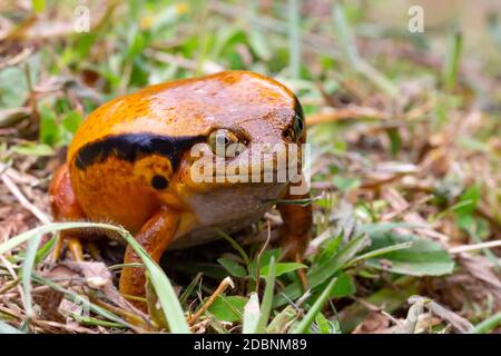 Ein großer oranger Frosch sitzt im Gras Stockfoto