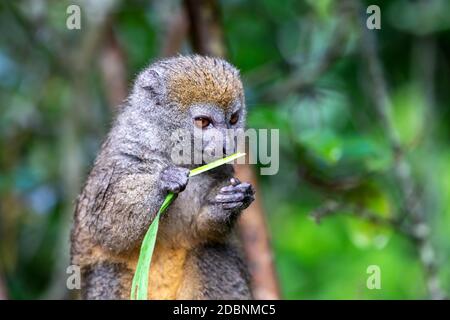 Ein Bambuslemur mit einem Grashalm auf einem Ast Stockfoto