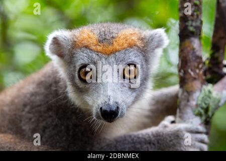 Der Kronenlemur auf einem Baum im Regenwald Madagaskars Stockfoto