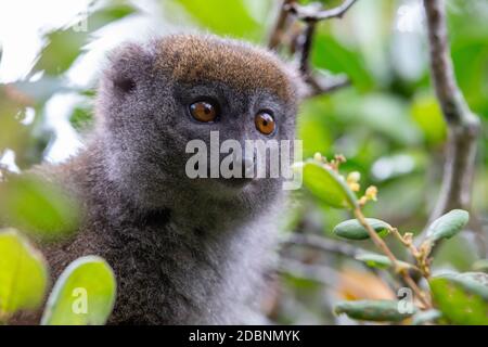 Ein kleiner Lemur auf dem Ast eines Baumes im Regenwald Stockfoto