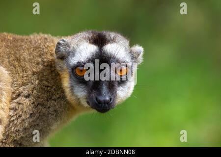 Ein Porträt eines braunen Maki, eine Nahaufnahme eines lustigen Lemurs Stockfoto