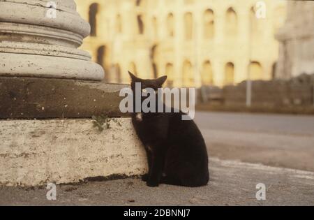 Schwarze Katze in Rom, Gatto Nero a Roma, Kolosseum Stockfoto