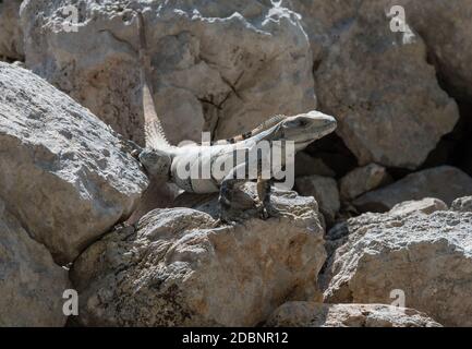 Nahaufnahme eines Yucatan Leguana ist eine Eidechsart aus der Iguanidae-Familie, Edzna, Mexiko Stockfoto