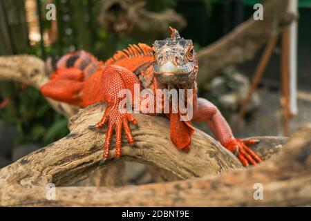 Schöner roter Leguan auf Holz, Nahaufnahme von Tieren. Orangefarbener Iguana sitzt auf Treibholz und schaut auf die Kamera. Eine Unterart des Roten Morphs. Schüchtern an Stockfoto