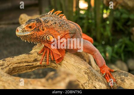 Schöner roter Leguan auf Holz, Nahaufnahme von Tieren. Orangefarbener Iguana sitzt auf Treibholz und schaut auf die Kamera. Eine Unterart des Roten Morphs. Schüchtern an Stockfoto