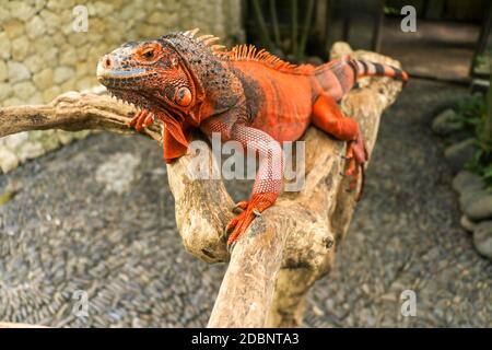 Schöner roter Leguan auf Holz, Nahaufnahme von Tieren. Orangefarbener Iguana sitzt auf Treibholz und schaut auf die Kamera. Eine Unterart des Roten Morphs. Schüchtern an Stockfoto