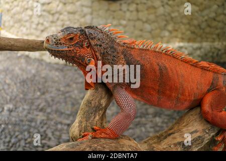 Schöner roter Leguan auf Holz, Nahaufnahme von Tieren. Orangefarbener Iguana sitzt auf Treibholz und schaut auf die Kamera. Eine Unterart des Roten Morphs. Schüchtern an Stockfoto